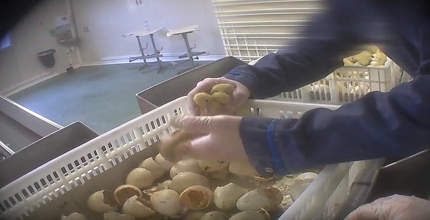 Foie gras : les vidéos chocs révélant la souffrance des animaux dans un couvoir