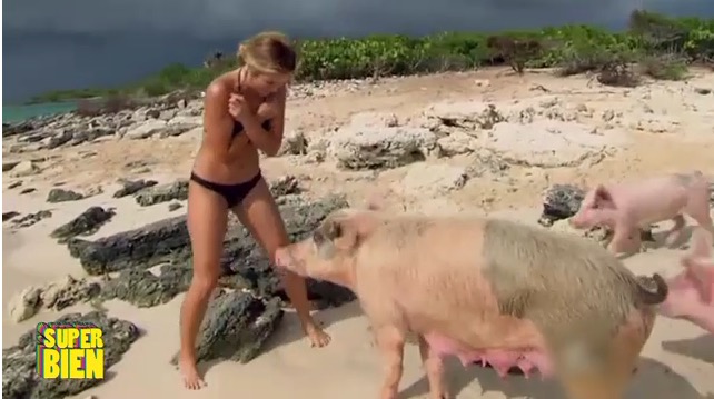 Vidéo : Des prétendantes du Bachelor US attaquées par… des cochons !