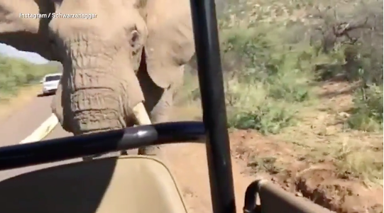 Vidéo : Quand Arnold Schwarzenegger se fait charger par un éléphant