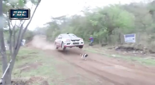 Insolite : Une voiture de rallye évite de justesse un chien en pleine course ! (Vidéo)