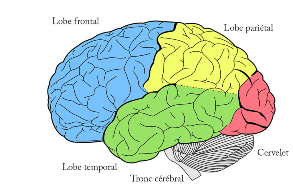 Schéma détaillé du cerveau humain illustrant le lobe frontal, le lobe pariétal, le lobe temporal, le tronc cérébral et le cervelet, soulignant l'impact de la pornographie chez les préados sur ces régions.